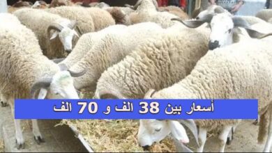 الشركة الجزائرية للحوم الحمراء انطلاق عملية بيع الأضاحي بأسعار بين 38 الف و 70 الف