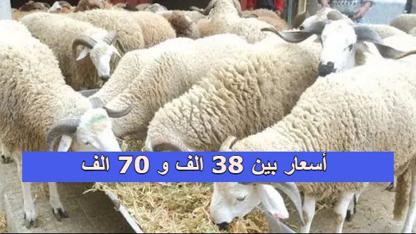 الشركة الجزائرية للحوم الحمراء انطلاق عملية بيع الأضاحي بأسعار بين 38 الف و 70 الف