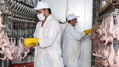 عرض عمل بمسالخ اللحوم عنابة 15 منصب