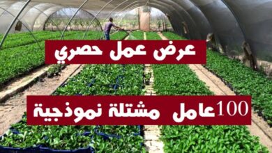 عرض عمل بالمشتلة النموذجية 100 منصب عاملات