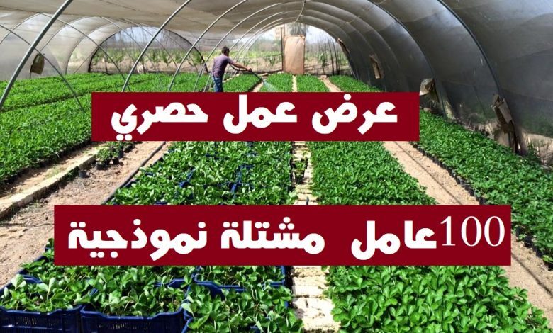 عرض عمل بالمشتلة النموذجية 100 منصب عاملات