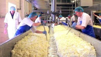 عرض عمل بمؤسسة انتاج الأجبان بالجلفة 22 منصب