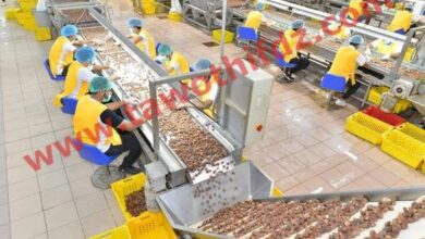 عرض عمل بشركة تمور طيبة 76 منصب عمال وعاملات