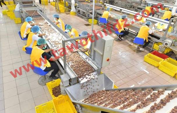 عرض عمل بشركة تمور طيبة 76 منصب عمال وعاملات
