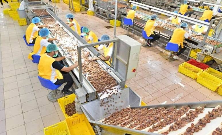 مصنع تحويل التمور ببوفاريك يفتح مناصب عمل