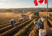 مطلوب عمال في مزرعة انتاج البطاطس بكندا براتب 16 دولار في الساعة