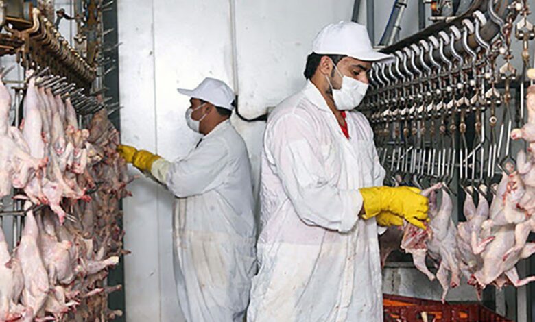 شركة المختصة في تربية وذبح وإنتاج المنتجات المرتبطة باللحوم البيضاء والحمراء تفتح باب التوظيف