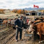 مطلوب عامل رعاية الماشية في كندا برتب 16 دولار في الساعة