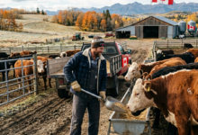 مطلوب عامل رعاية الماشية في كندا برتب 16 دولار في الساعة