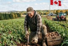 مطلوب عامل زراعي في مزرعة البطاطس بكندا