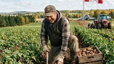 مطلوب عامل زراعي في مزرعة البطاطس بكندا
